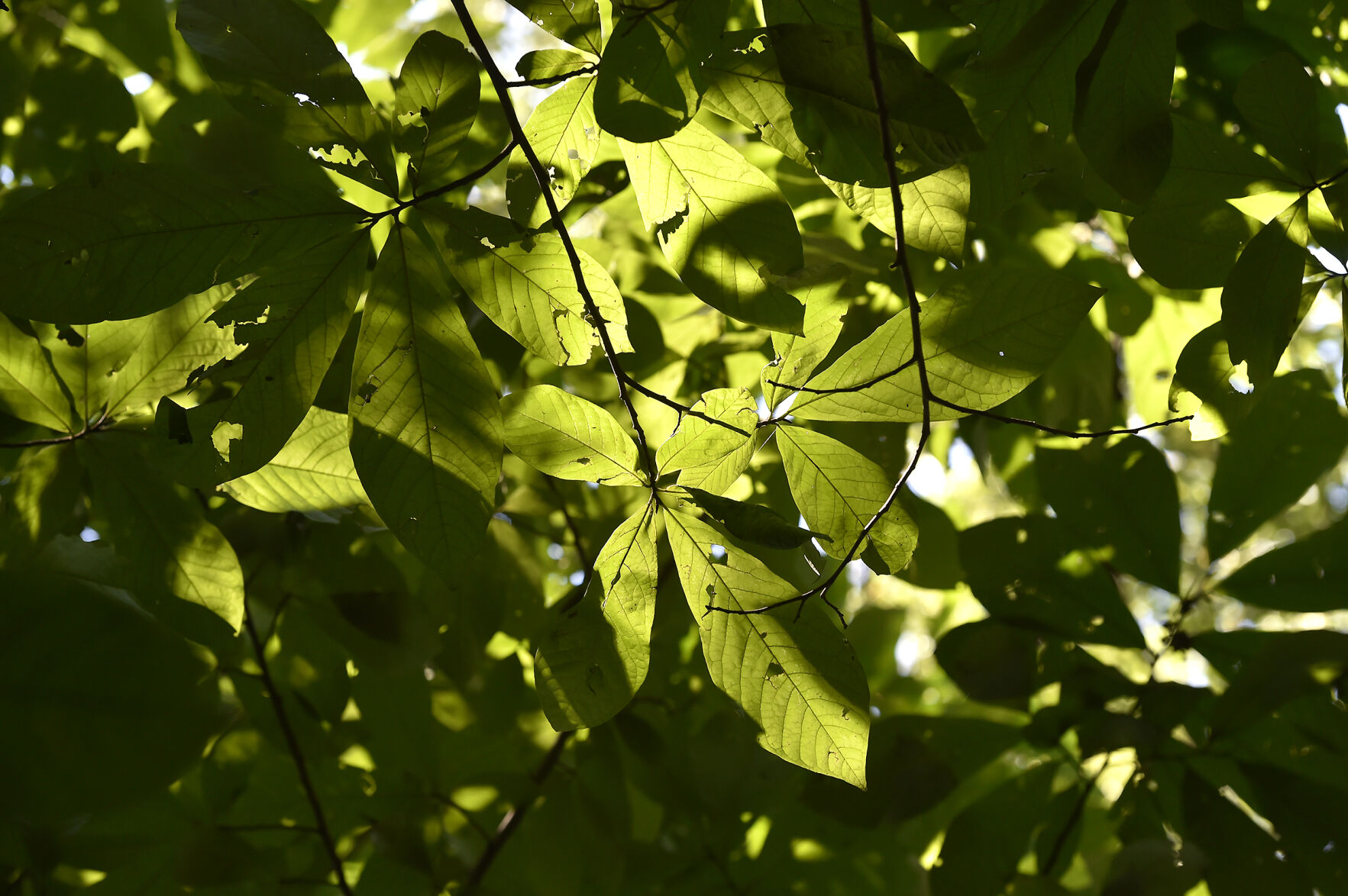 Paw Paw Trees 8.jpg